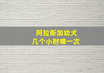 阿拉斯加幼犬几个小时喂一次