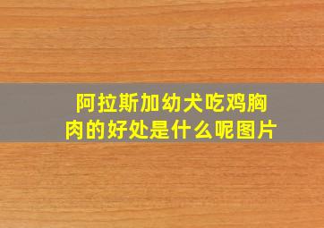 阿拉斯加幼犬吃鸡胸肉的好处是什么呢图片