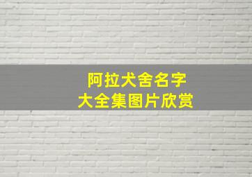 阿拉犬舍名字大全集图片欣赏