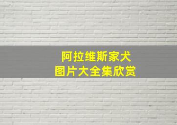 阿拉维斯家犬图片大全集欣赏