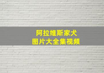 阿拉维斯家犬图片大全集视频