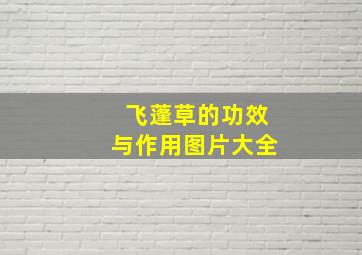 飞蓬草的功效与作用图片大全