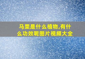 马栗是什么植物,有什么功效呢图片视频大全