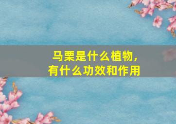 马栗是什么植物,有什么功效和作用