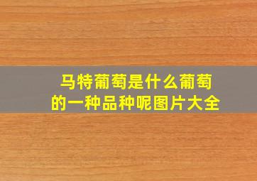 马特葡萄是什么葡萄的一种品种呢图片大全