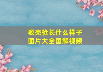 驳壳枪长什么样子图片大全图解视频