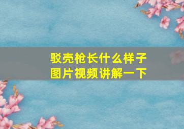 驳壳枪长什么样子图片视频讲解一下