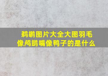 鹈鹕图片大全大图羽毛像鸬鹚嘴像鸭子的是什么