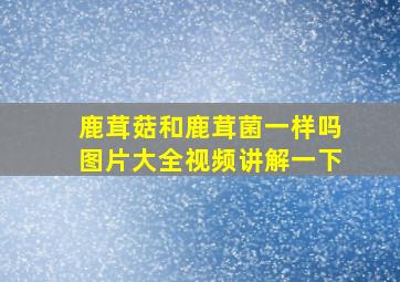 鹿茸菇和鹿茸菌一样吗图片大全视频讲解一下