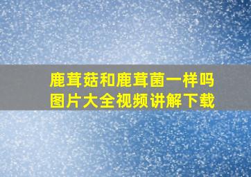 鹿茸菇和鹿茸菌一样吗图片大全视频讲解下载