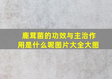 鹿茸菌的功效与主治作用是什么呢图片大全大图