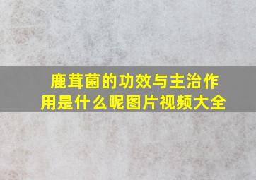 鹿茸菌的功效与主治作用是什么呢图片视频大全