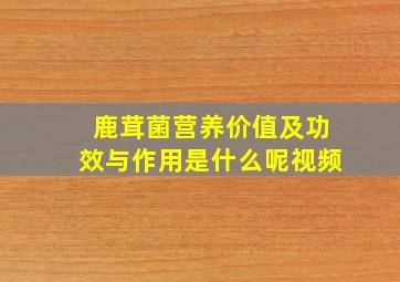 鹿茸菌营养价值及功效与作用是什么呢视频