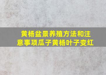 黄杨盆景养殖方法和注意事项瓜子黄杨叶子变红